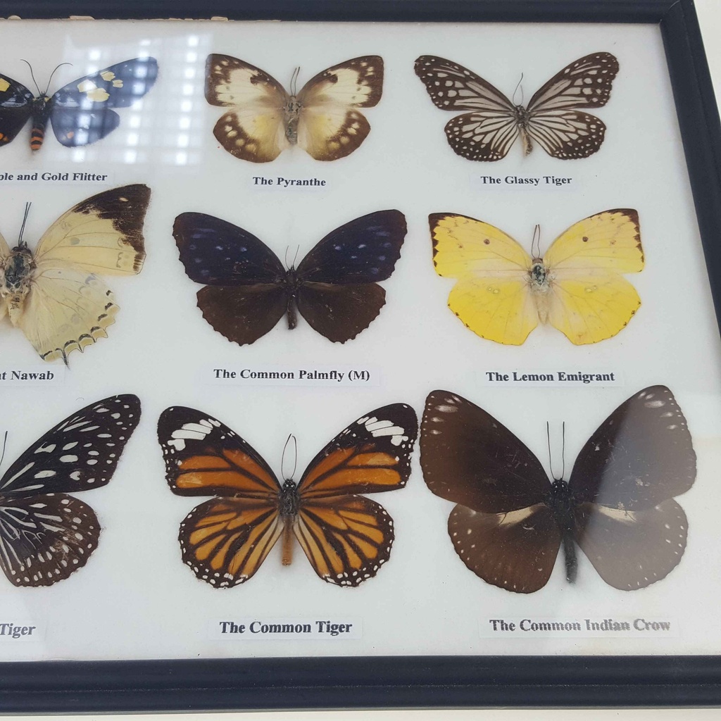 [2117815] 12 Schmetterlinge im Rahmen Sammlung Deko Insects & Butterflies Bild 2