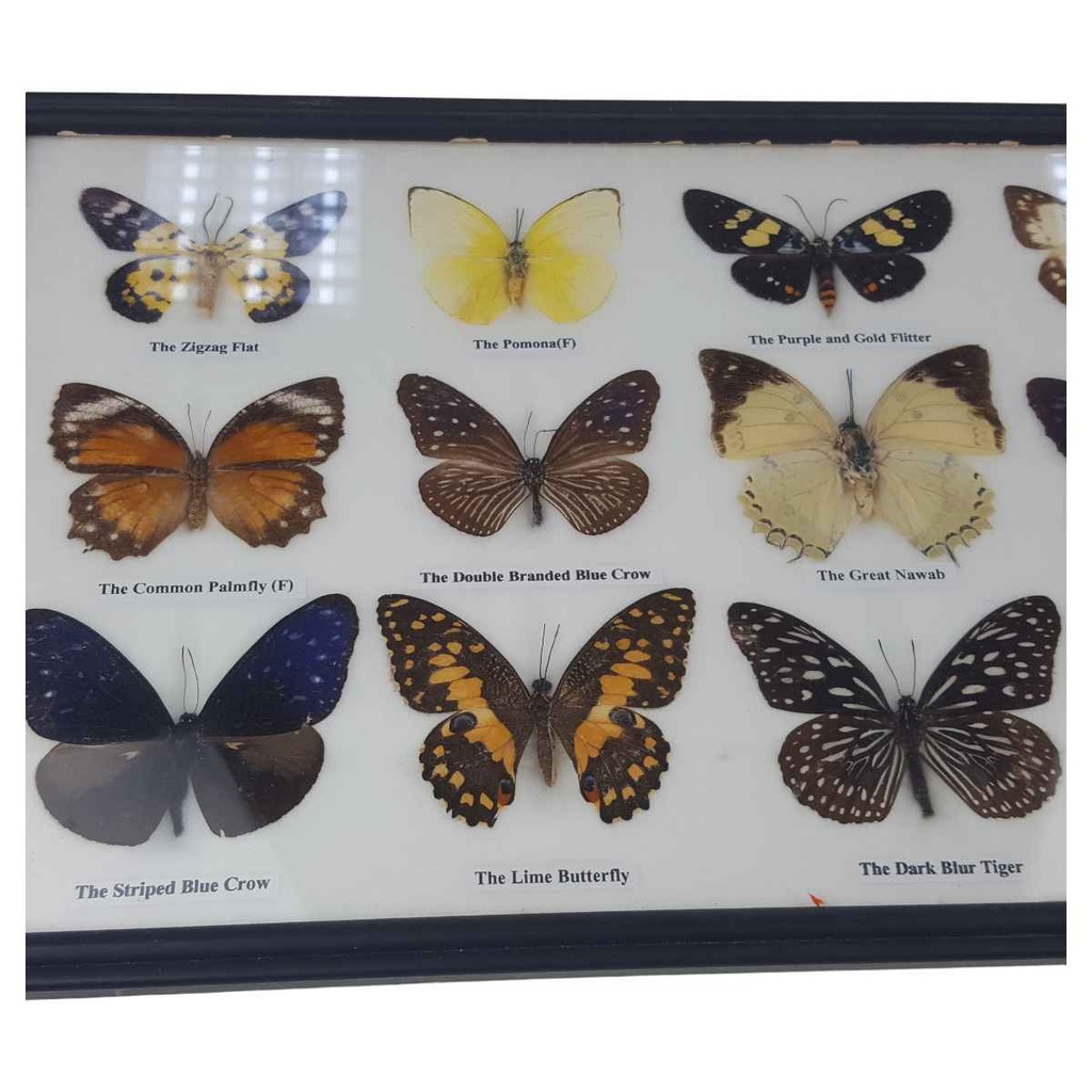 [2117815] 12 Schmetterlinge im Rahmen Sammlung Deko Insects & Butterflies Bild 3