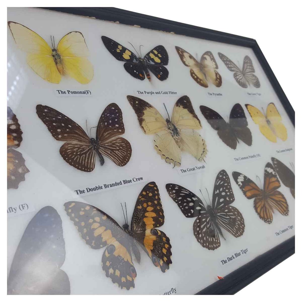 [2117815] 12 Schmetterlinge im Rahmen Sammlung Deko Insects & Butterflies Bild 4