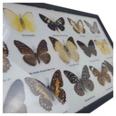 [2117815] 12 Schmetterlinge im Rahmen Sammlung Deko Insects & Butterflies Bild 4