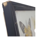 [2117815] 12 Schmetterlinge im Rahmen Sammlung Deko Insects & Butterflies Bild 7