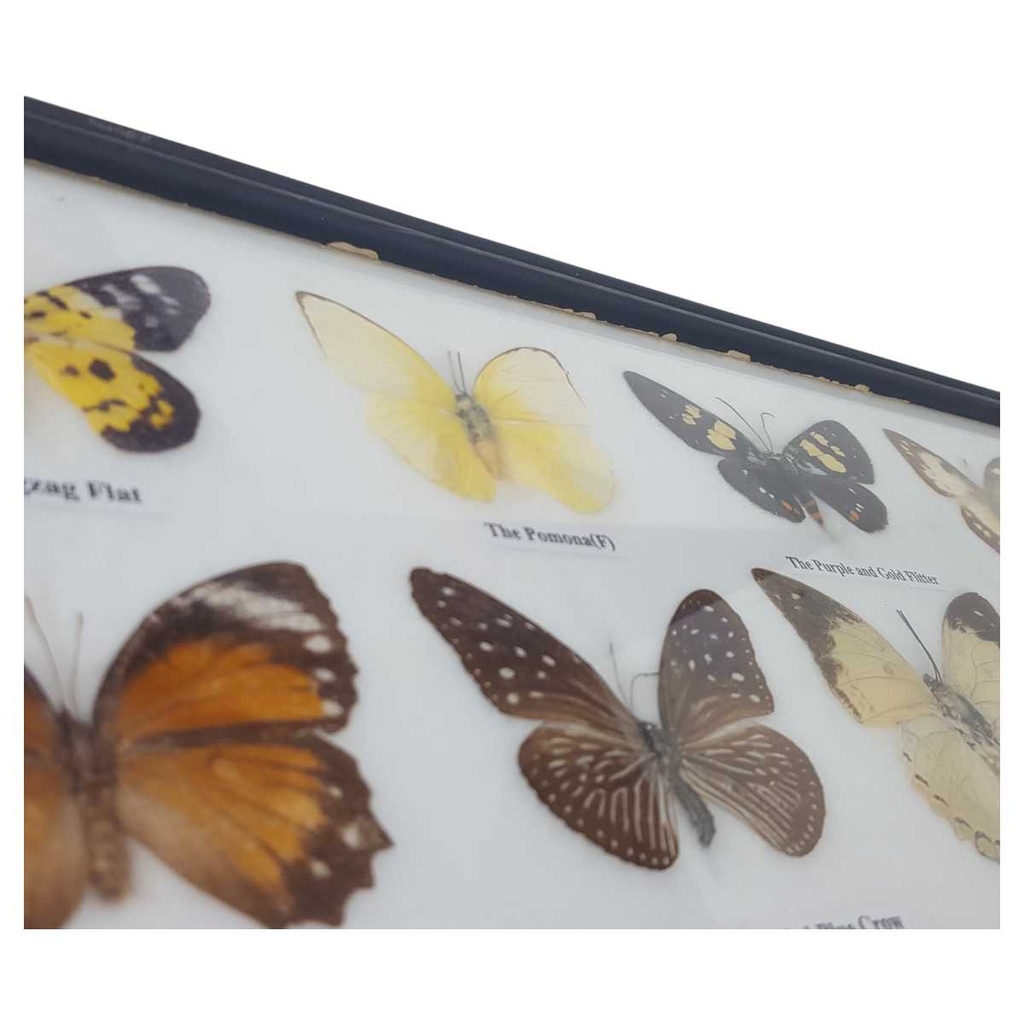 [2117815] 12 Schmetterlinge im Rahmen Sammlung Deko Insects & Butterflies Bild 8
