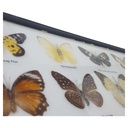 [2117815] 12 Schmetterlinge im Rahmen Sammlung Deko Insects & Butterflies Bild 8