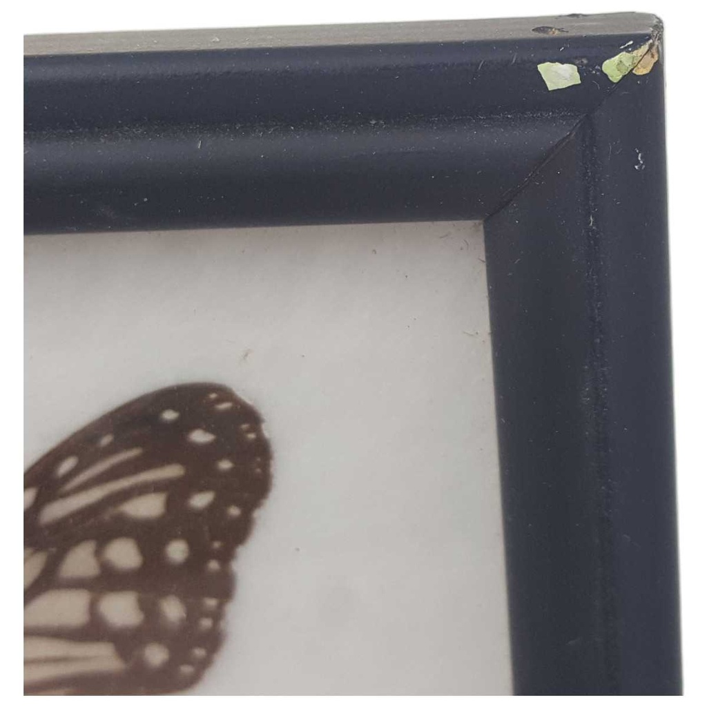 [2117815] 12 Schmetterlinge im Rahmen Sammlung Deko Insects & Butterflies Bild 9