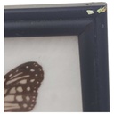 [2117815] 12 Schmetterlinge im Rahmen Sammlung Deko Insects & Butterflies Bild 9
