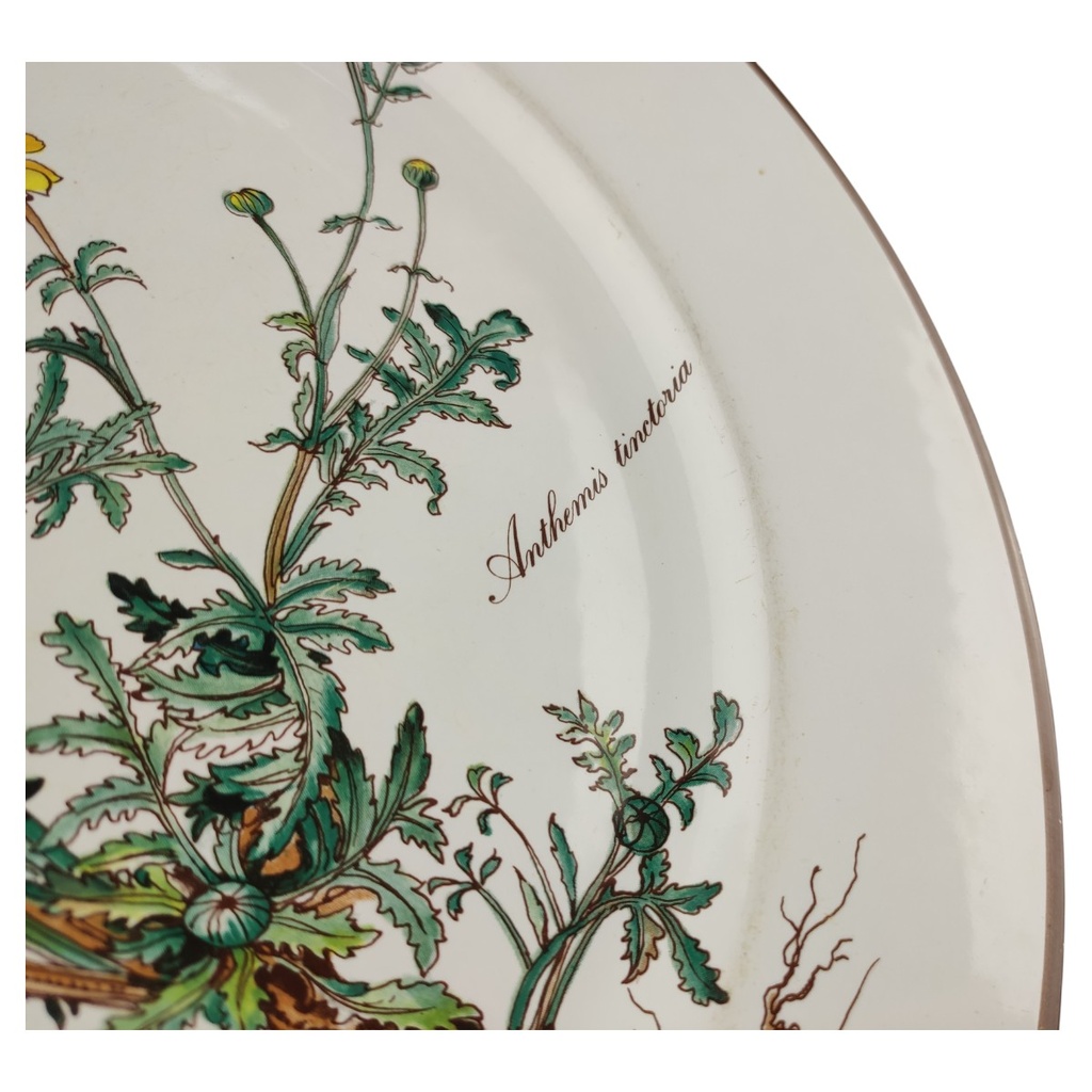 [1818162] Speiseteller Essteller 26,5 cm Villeroy & Boch Botanica II.Wahl Anthemis tinctoria II. Wahl Bild 3