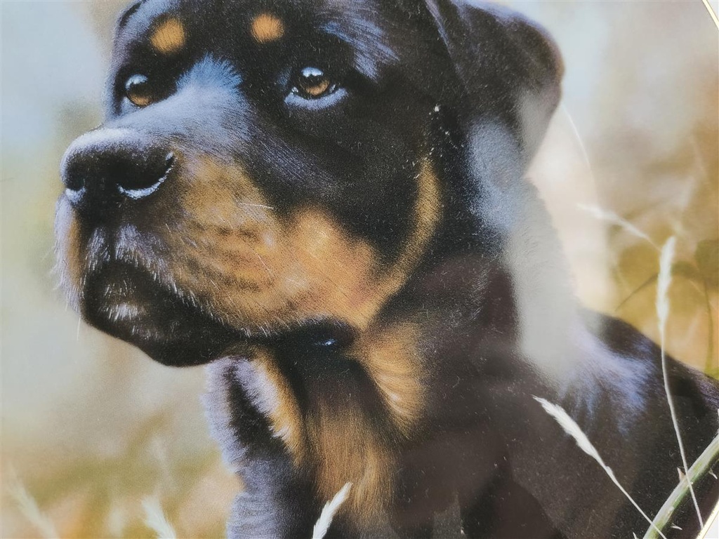 [1818371] Wandteller Sammler Factum Ein verlässlicher Freund Rottweiler John Silver Bild 3