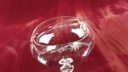 [458118637] Sektschale Sektglas Spiegelau Lilium gebraucht - gut Bild 6