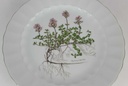 [458139042] Speiseteller Essteller 24 cm Eschenbach Bayreuth Botanica gebraucht - gut Bild 3