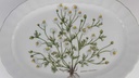 [458139048] Fleischplatte 33x23,7 cm Eschenbach Bayreuth Botanica gebraucht - gut Bild 3