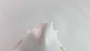 [45813959] Milchkännchen Villeroy & Boch Gallo Secunda Roter Mohn gebraucht - akzeptabel Bild 4