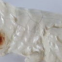 [458140725] Porzellan Figur Model 30301 Bernhardiner Hund H 8,5 cm Bild 7