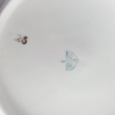 [458164350] Suppenteller Goldrand 4 cm Chodziez gebraucht - gut Bild 6