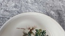 [45816941] Schüssel klein 17 cm Villeroy & Boch Botanica gebraucht - akzeptabel Bild 4