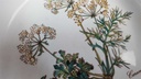 [45816941] Schüssel klein 17 cm Villeroy & Boch Botanica gebraucht - akzeptabel Bild 7