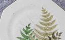 [2119364] 6er Set Kuchenteller Dessertteller Frühstücksteller Winterling Kirchenlamitz Farn Thelypteris palustris II. Wahl Grün gebraucht - gut Bild 3
