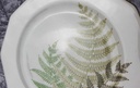 [2119364] 6er Set Kuchenteller Dessertteller Frühstücksteller Winterling Kirchenlamitz Farn Thelypteris palustris II. Wahl Grün gebraucht - gut Bild 4