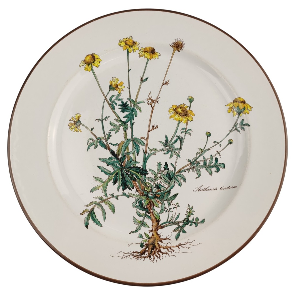 Speiseteller Essteller 26,5 cm Villeroy & Boch Botanica II.Wahl Anthemis tinctoria II. Wahl