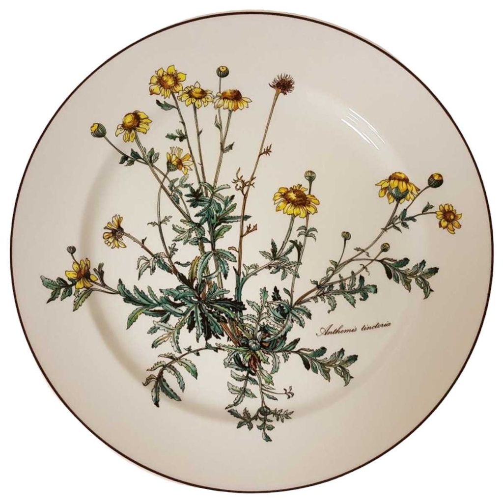 Speiseteller Essteller 26,5 cm Villeroy & Boch Botanica II.Wahl Anthemis tinctoria II. Wahl